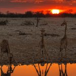 Giraffe Namibia