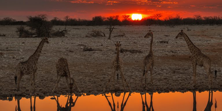 Giraffe Namibia