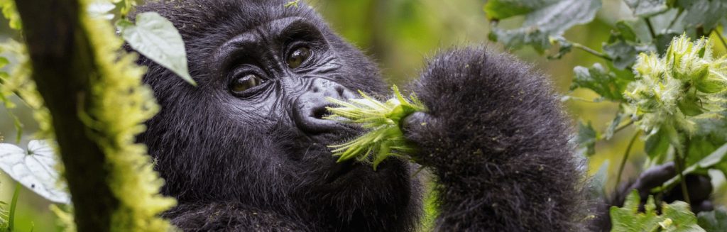 Uganda Rwanda Gorillas