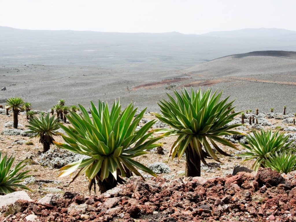 Bale Mountains National Park