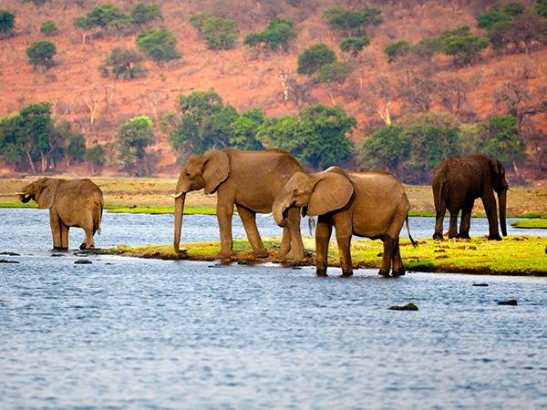 Botswana Safari