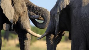 Botswana Elephant