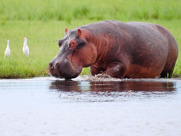 Chobe River