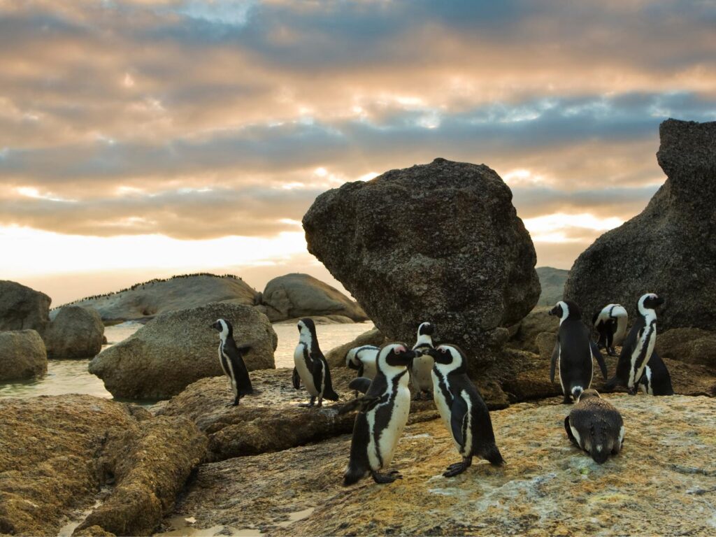 Boulders Beach