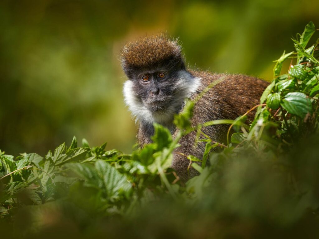 Ethiopia Monkey