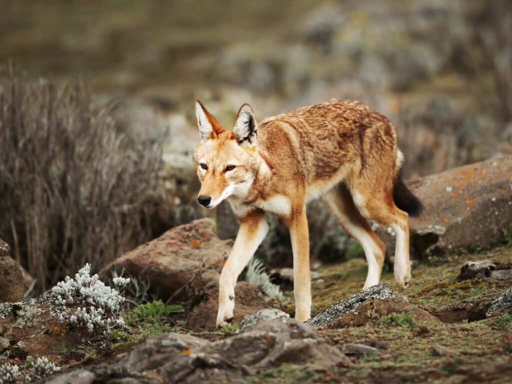 Ethiopian wolf