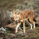 Ethiopian wolf