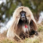 Gelada monkeys Ethiopia