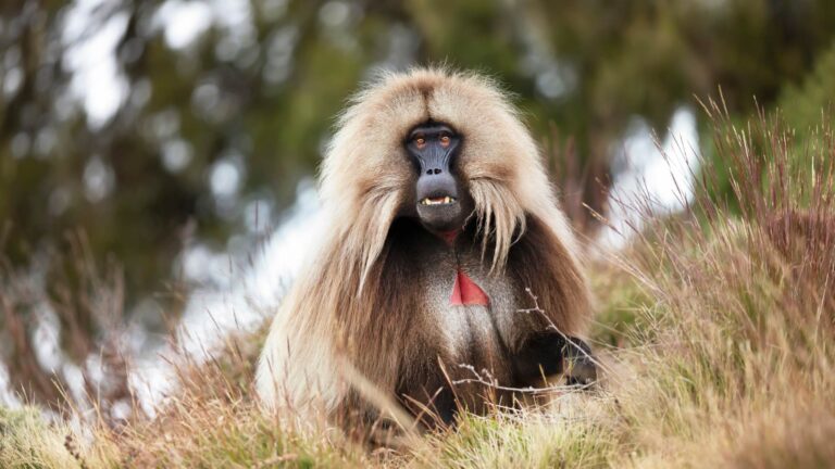 Gelada monkeys Ethiopia