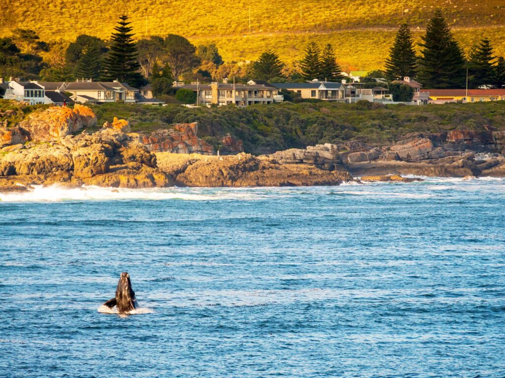 Hermanus Whale