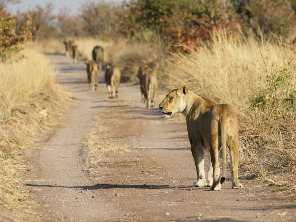 Hwange National Park - Zimbabwe