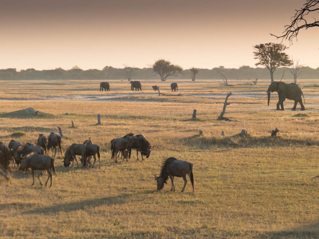 Hwange National Park - Zimbabwe