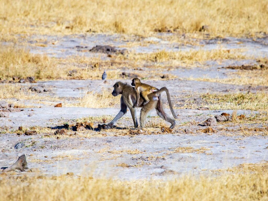 Hwange National Park - Zimbabwe