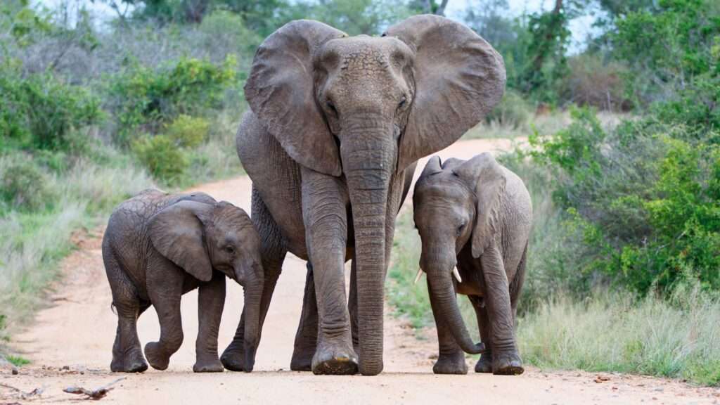 Kruger National Park