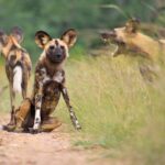 Kruger National Park