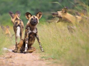 Kruger National Park