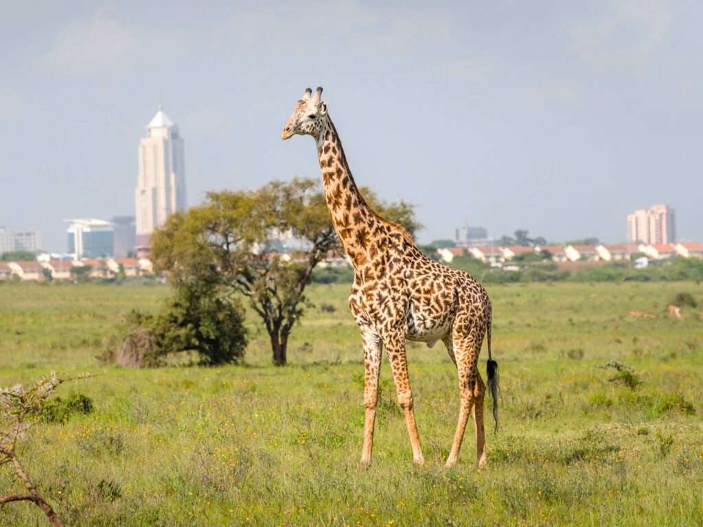 Nairobi - Kenya