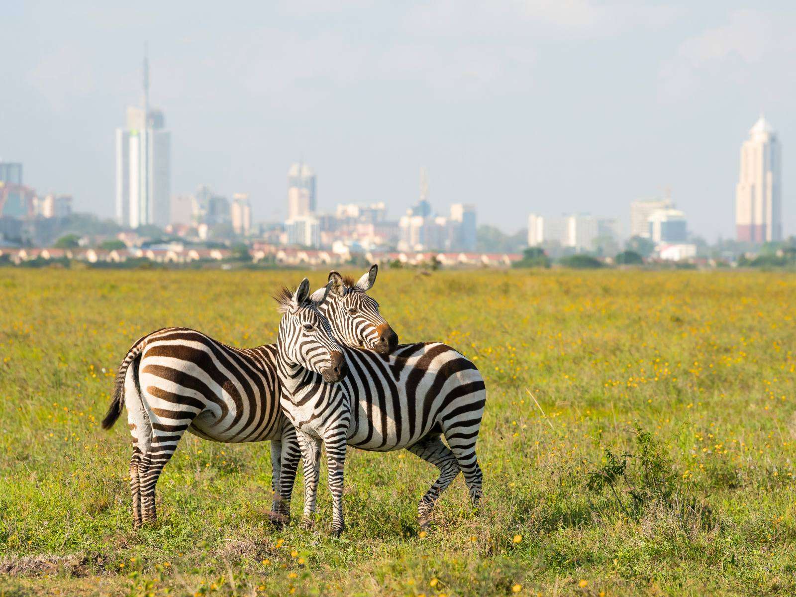 Nairobi - Kenya