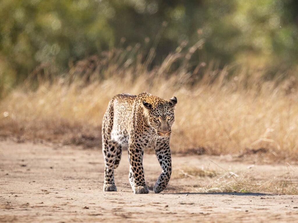 Nxai Pans National Park