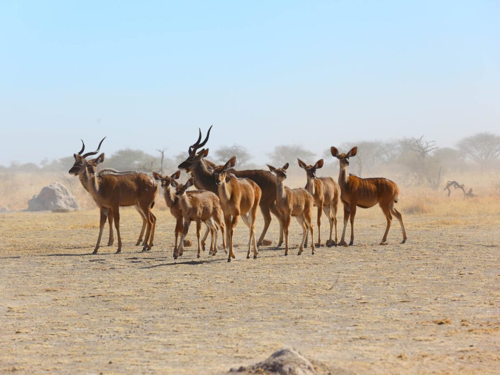 Nxai Pans National Park