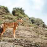 Sanetti Plateau - Ethiopia