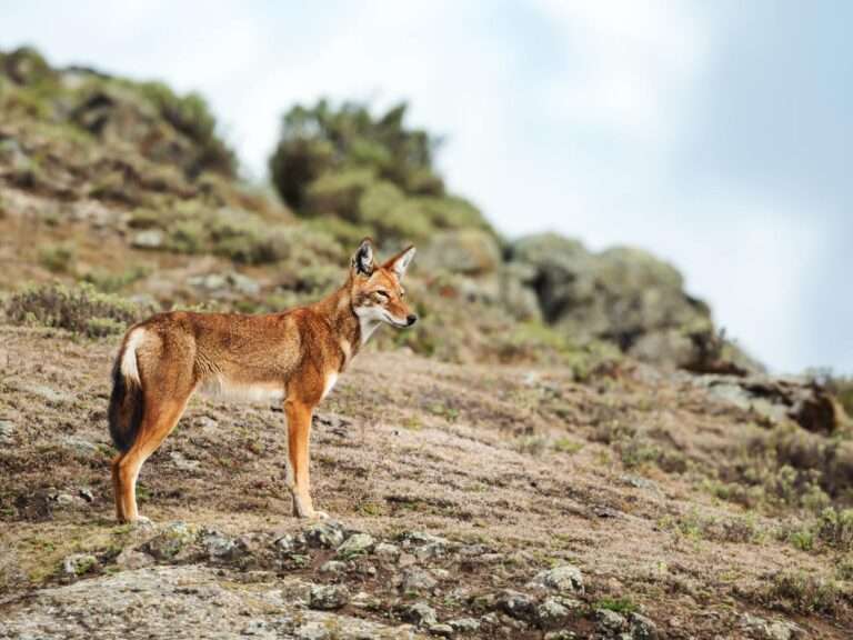 Sanetti Plateau - Ethiopia