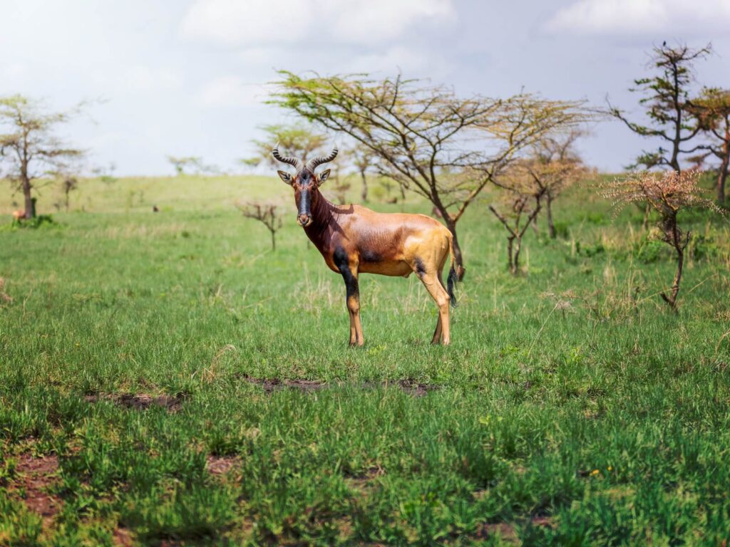 Senkelle Wildlife Sanctuary