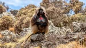 Simien Mountain - ethiopia