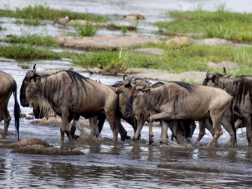 Tanzania Great Migration Safari