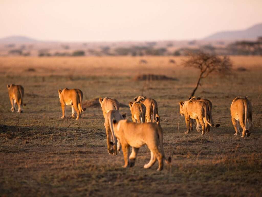 Tanzania