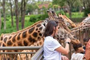 Giraffe Centre - Kenya 02