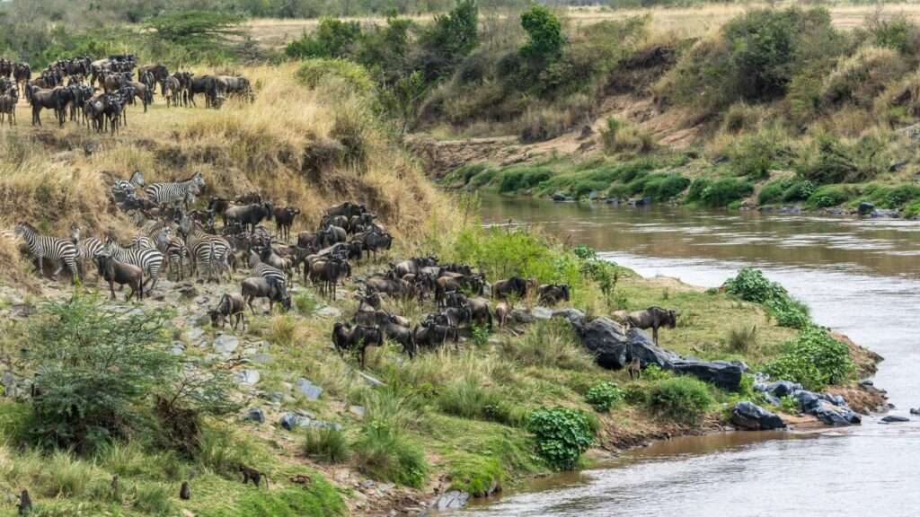 Great Migration Wildebeest