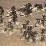 Great Migration Wildebeest