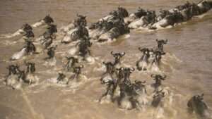 Great Migration Wildebeest