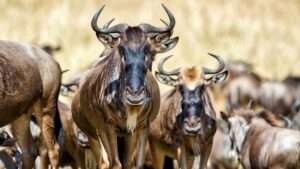 Great Migration Wildebeest