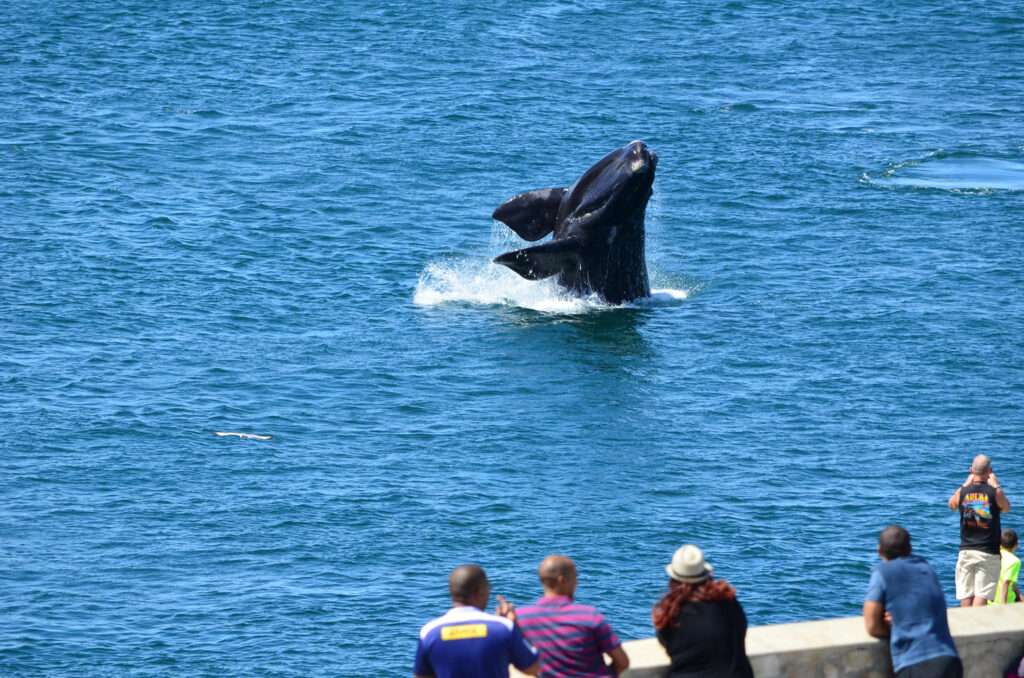 Harbour House Hotel - Hermanus