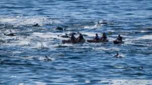 Hermanus Sea Kayaking