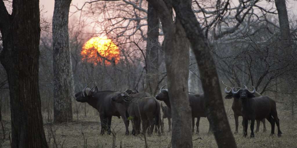 Majete Wildlife Reserve - Malawi