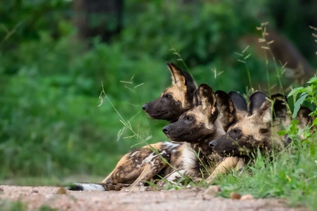 Majete Wildlife Reserve - Malawi