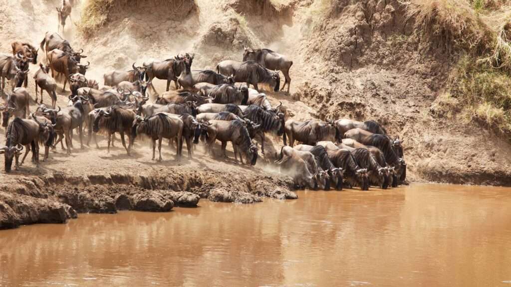 Mara River - Migration - Kenya