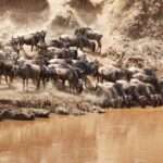 Mara River - Migration - Kenya