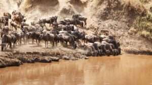 Mara River - Migration - Kenya