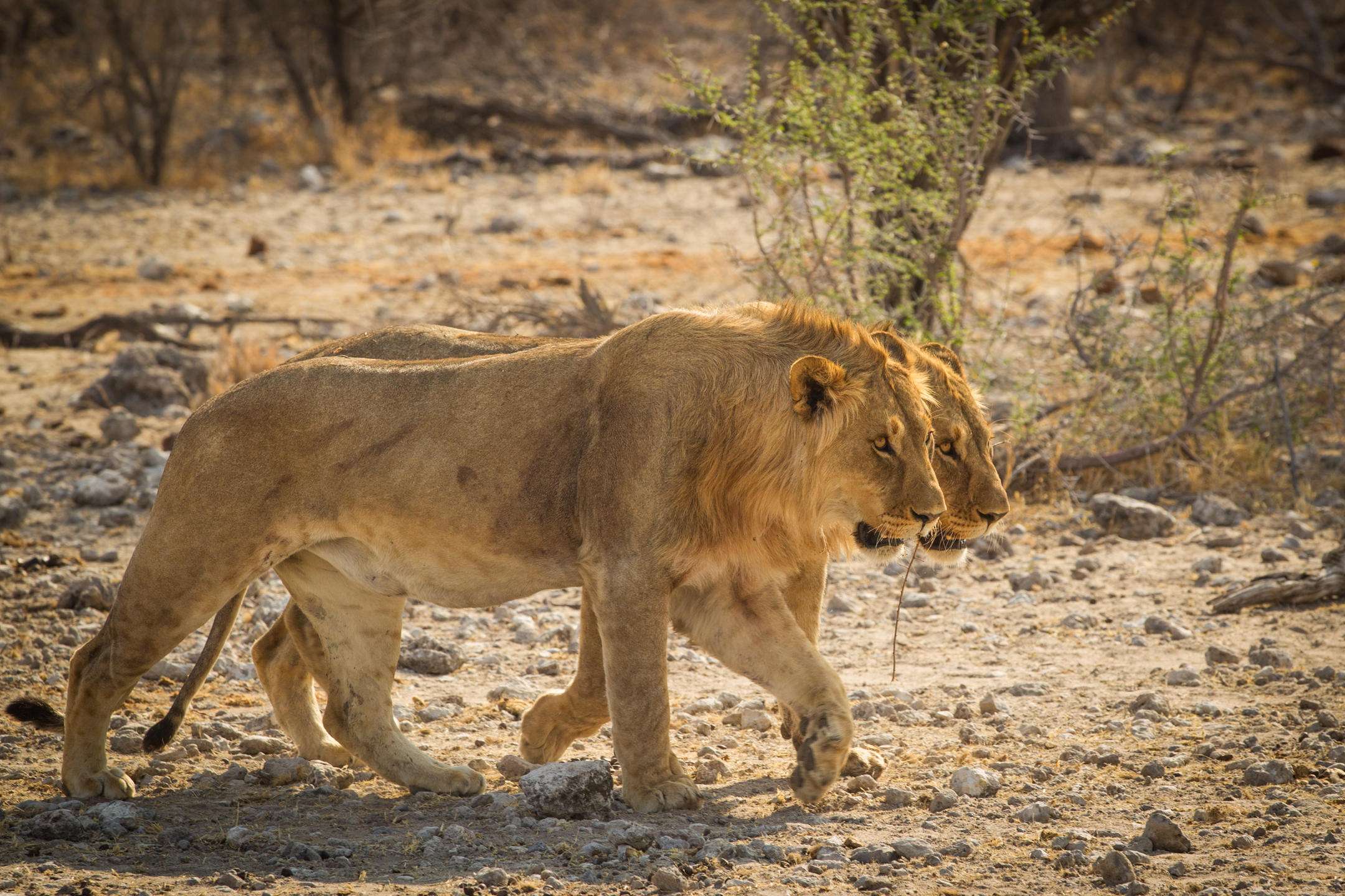 Onguma The Fort - Namibia