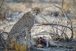 Onguma The Fort - Namibia