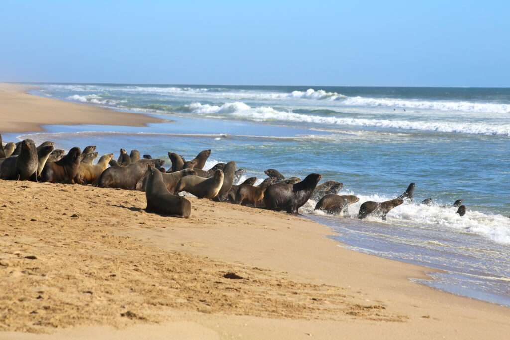 Pelican Point Lodge - Namibia