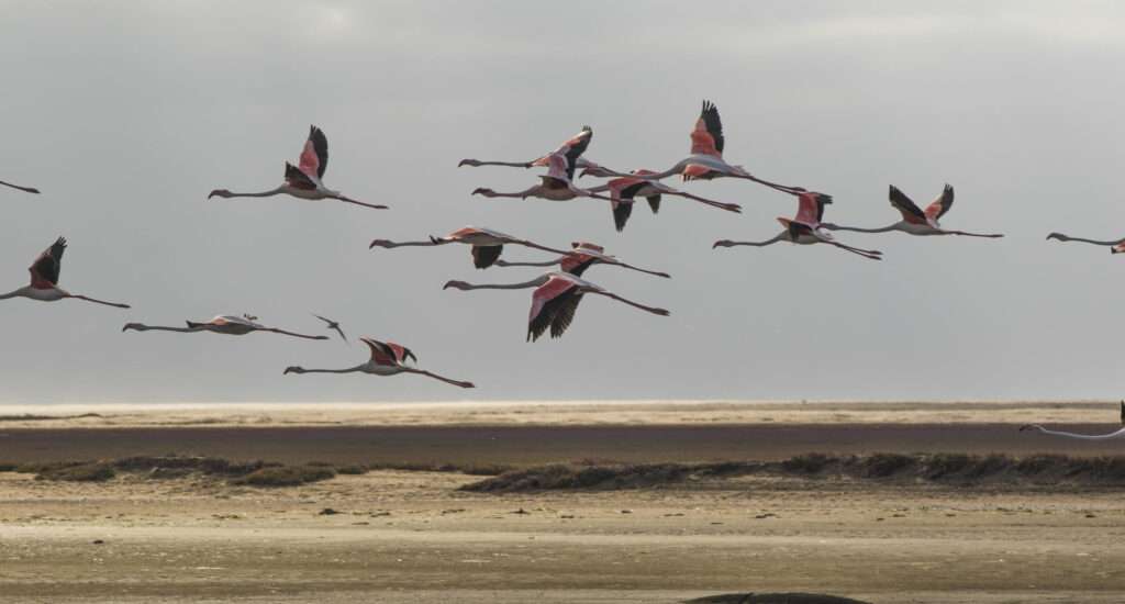 Pelican Point Lodge - Namibia