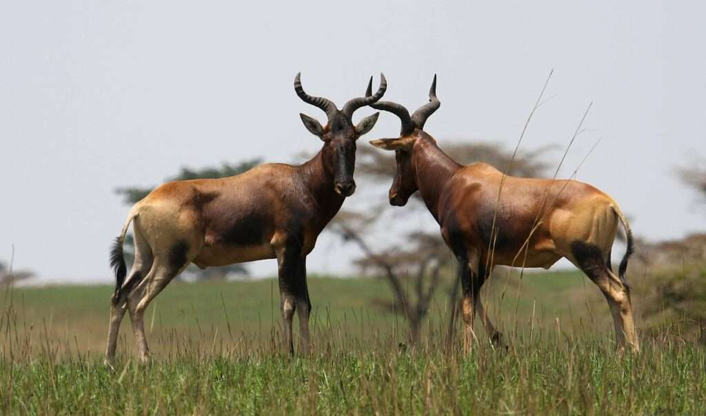 Senkele Wildlife Sanctuary - Ethiopia 02