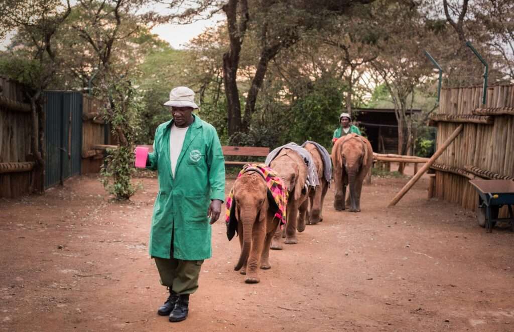 Daphne Sheldrick Elephant Orphanage