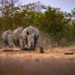 Singita Pamushana Lodge - Zimbabwe