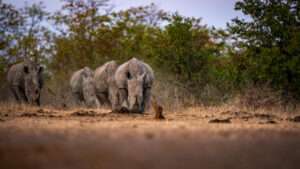 Singita Pamushana Lodge - Zimbabwe